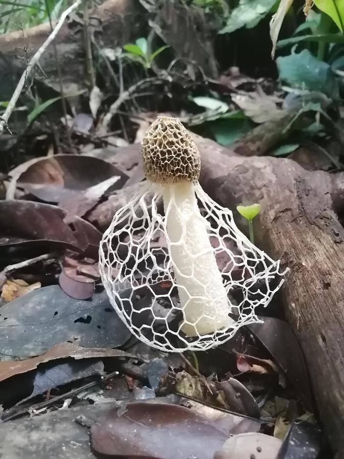 Palmayacu - Refugio Amazonico Летисия Экстерьер фото