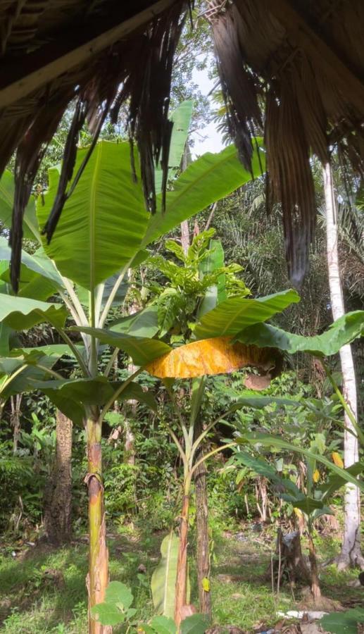 Palmayacu - Refugio Amazonico Летисия Экстерьер фото