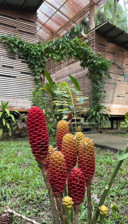 Palmayacu - Refugio Amazonico Летисия Экстерьер фото