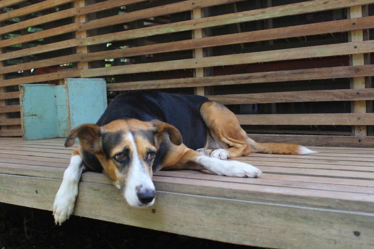 Palmayacu - Refugio Amazonico Летисия Экстерьер фото